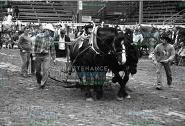 Chevaux tirant des objets