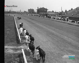 013 - Défilé de vaches expo